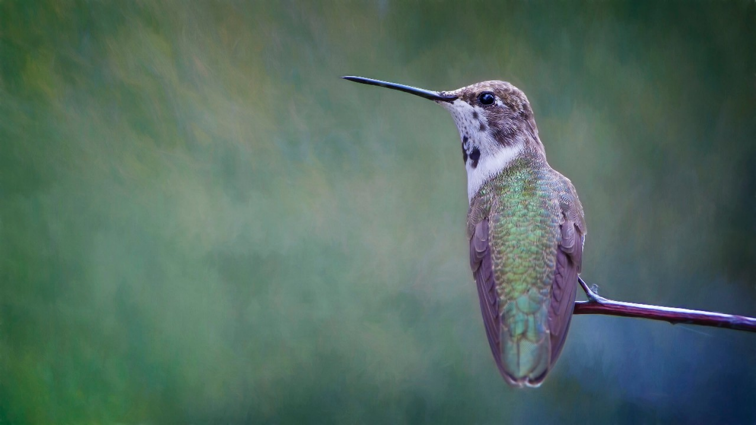 By making glass safer for birds 